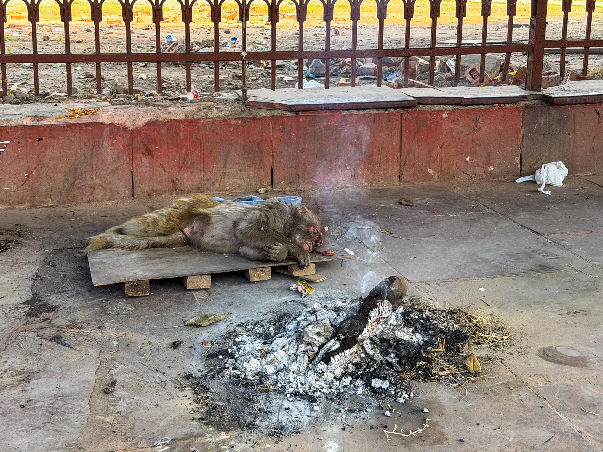 写真はインドのニューデリーで撮影されたものです。手前には焚き火の燃え残りが灰となって積もっており、まだ煙が立ち上っています。そのすぐそばには、板の上に横たわって休んでいる猿がいます。猿は疲れているのか、うつ伏せのような姿勢で眠っているようです。背景には、ゴミが散乱した地面と、鉄製の柵が見えます。全体的に少し荒涼とした雰囲気で、猿の姿が物悲しさを感じさせます。ゴミや焚き火の跡から、人の生活の痕跡が見て取れます。
