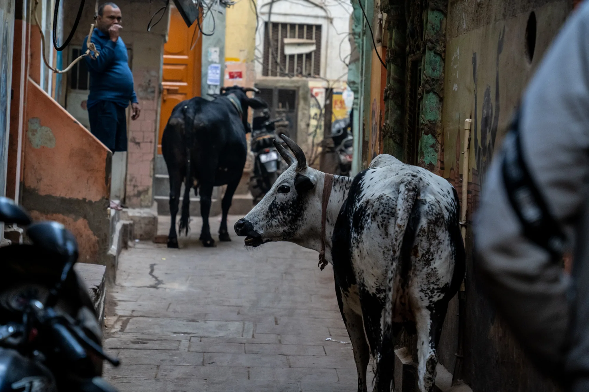 写真はインドのバラナシの路地を捉えたものです。手前には、白と黒の模様の牛が写っており、後ろを振り返っているようです。その奥には、さらに黒い牛が2頭、バイクと共に路地を歩いています。背景には、オレンジ色のドアや、建物の壁、電線などが入り組み、雑多な雰囲気を醸し出しています。左手には、青いシャツを着た男性が、建物の入り口に立っているのが見えます。路地は石畳で、ところどころに水溜まりや汚れが見られ、生活感が出ています。全体的にやや暗めのトーンで、インドの喧騒とした雰囲気を伝えています。手前の牛の存在感が強く、その視線がどこに向かっているのか、見る人の想像力をかき立てるような一枚です。