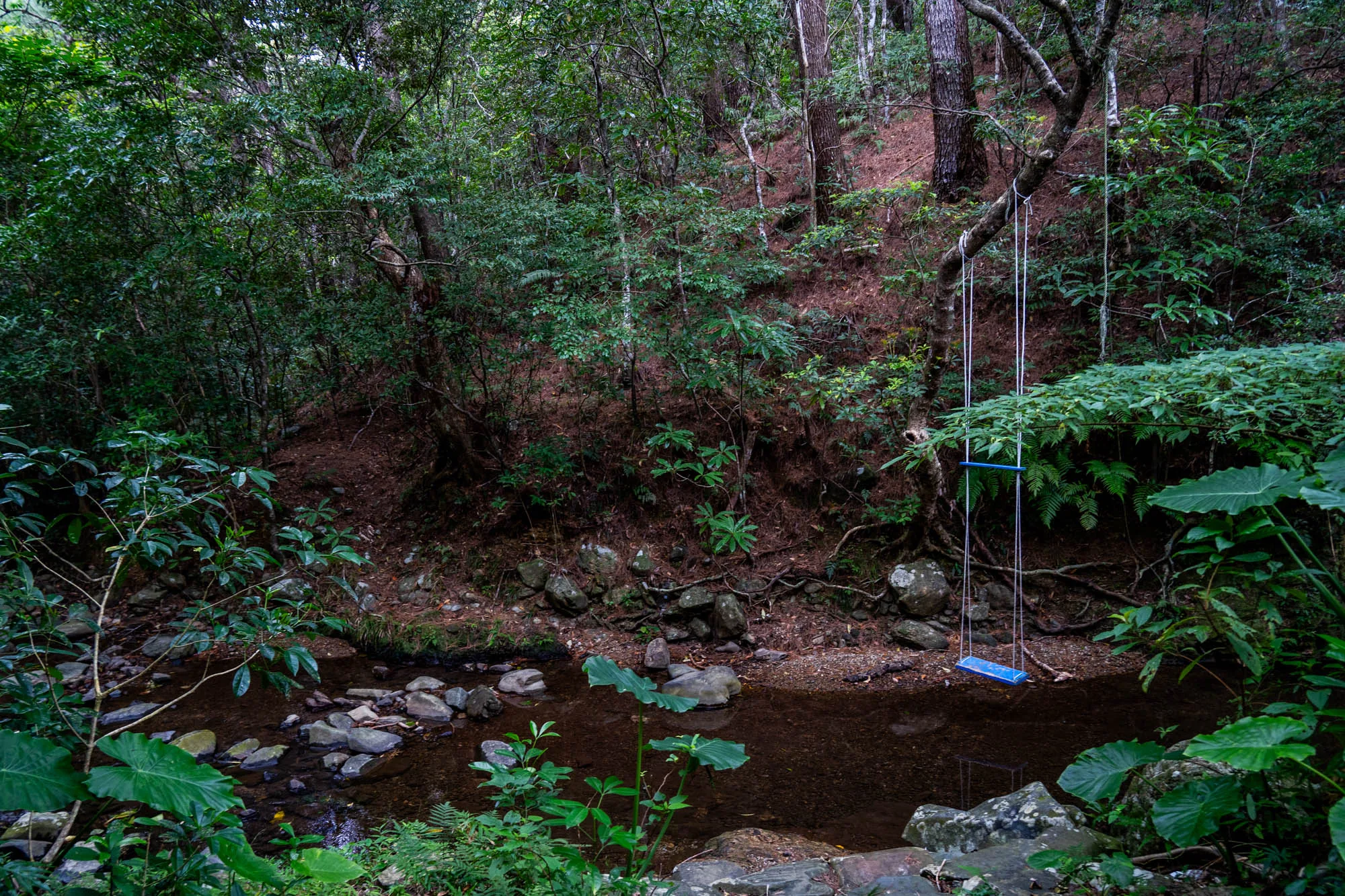 石垣島の緑豊かな森の中、浅い川が流れる風景です。川底には大小の石が点在し、水は澄んでいてやや暗い色をしています。川のほとりには様々な植物が生い茂り、特に大きな葉の植物が熱帯地域らしさを強調しています。注目すべきは、川岸の木にロープで吊るされた手作りのブランコです。座席部分は青色のプラスチック製で、ロープも比較的きれいな状態を保っています。ブランコの存在は、この場所が地元の人々や観光客に親しまれていることを示唆しています。全体的に、静かで穏やかな、自然の美しさを感じさせる写真です。