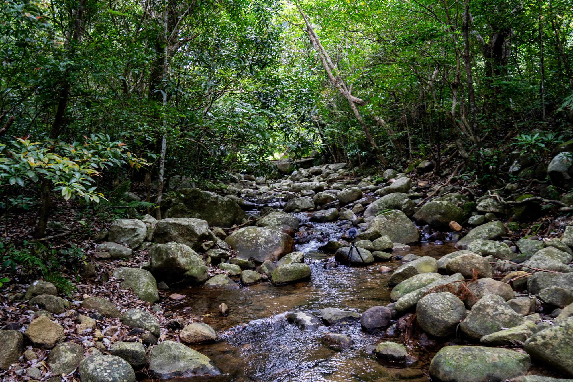 石垣島の緑豊かな森の中を流れる渓流の写真です。画面全体は濃い緑に覆われており、鬱蒼とした森林の様子が伝わってきます。画面中央には、大小さまざまな岩がゴロゴロと転がる浅瀬の川が写っています。川の流れは穏やかで、水面は光を反射してキラキラと輝いています。川沿いの岩や地面は、落ち葉や苔で覆われており、自然の風合いを感じさせます。また、遠くのほうまで岩と川が続いており、その先に光が差し込んでいることから、奥行きのある風景であることがわかります。 画面右奥には、三脚が立てられており、誰かが撮影していることを示唆しています。全体的に落ち着いた色調で、静寂と自然の美しさを感じさせる一枚です。