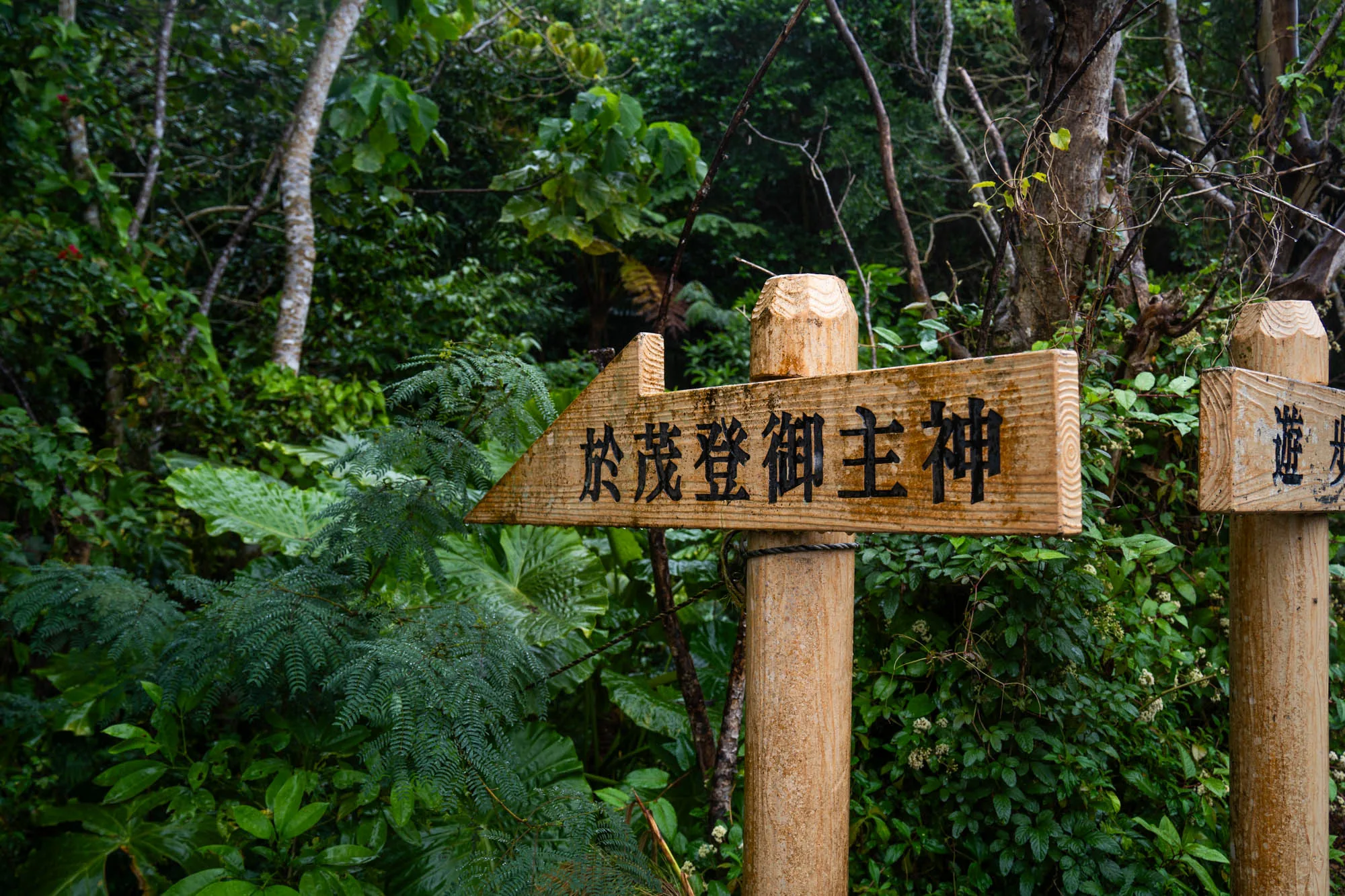 写真は、日本の石垣島の緑豊かな森の中で撮影されたものです。手前に二つの木製の標識が立っています。左側の標識は矢印の形をしており、「於茂登御主神」と黒字で書かれています。右側の標識には「遊歩」と書かれています。標識の背景には、多種多様な緑の植物が生い茂っています。シダ類、大きな葉の植物、細い木の幹などが、湿度を感じさせる空気の中で重なり合っています。全体的に、静かで神秘的な雰囲気の漂う写真です。
