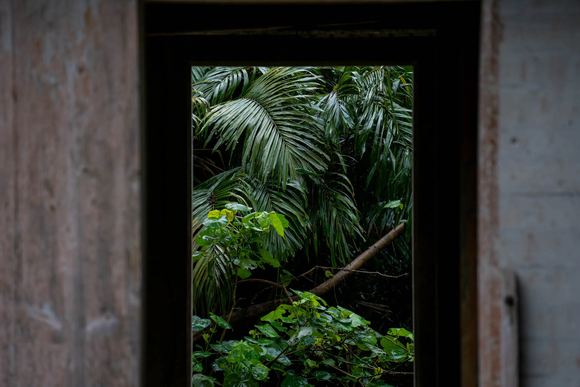 石垣島で撮影された写真です。焦点は、朽ちかけた木枠の窓に当てられています。窓の外には、鬱蒼とした熱帯植物が生い茂っており、窓枠が額縁のように、ジャングルの景色を切り取っています。ヤシの葉が雨に濡れて光沢を帯び、下草の葉も水滴をまとっています。窓枠の木材は古びており、風雨にさらされて灰色がかっています。写真全体から、時間が止まったような、あるいは忘れ去られた場所のような静寂と神秘的な雰囲気が感じられます。