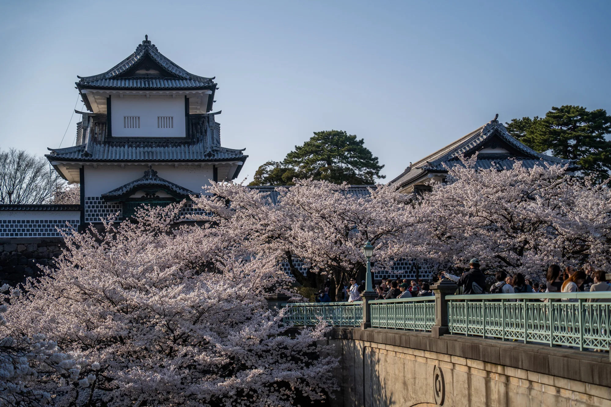 写真は、日本の石川県金沢市にある金沢城と桜の風景を捉えています。手前には、多くの人々が欄干に沿って並んでいる橋が写っています。橋の周りには満開の桜の木々が咲き誇り、背景には金沢城の白い壁と屋根瓦が印象的な建物が見えます。空は晴れ渡り、穏やかな光が全体を照らしています。橋の上の人々は、桜を背景に写真を撮ったり、景色を眺めたりして楽しんでいる様子です。全体的に、春の訪れを告げる、穏やかで美しい風景写真です。