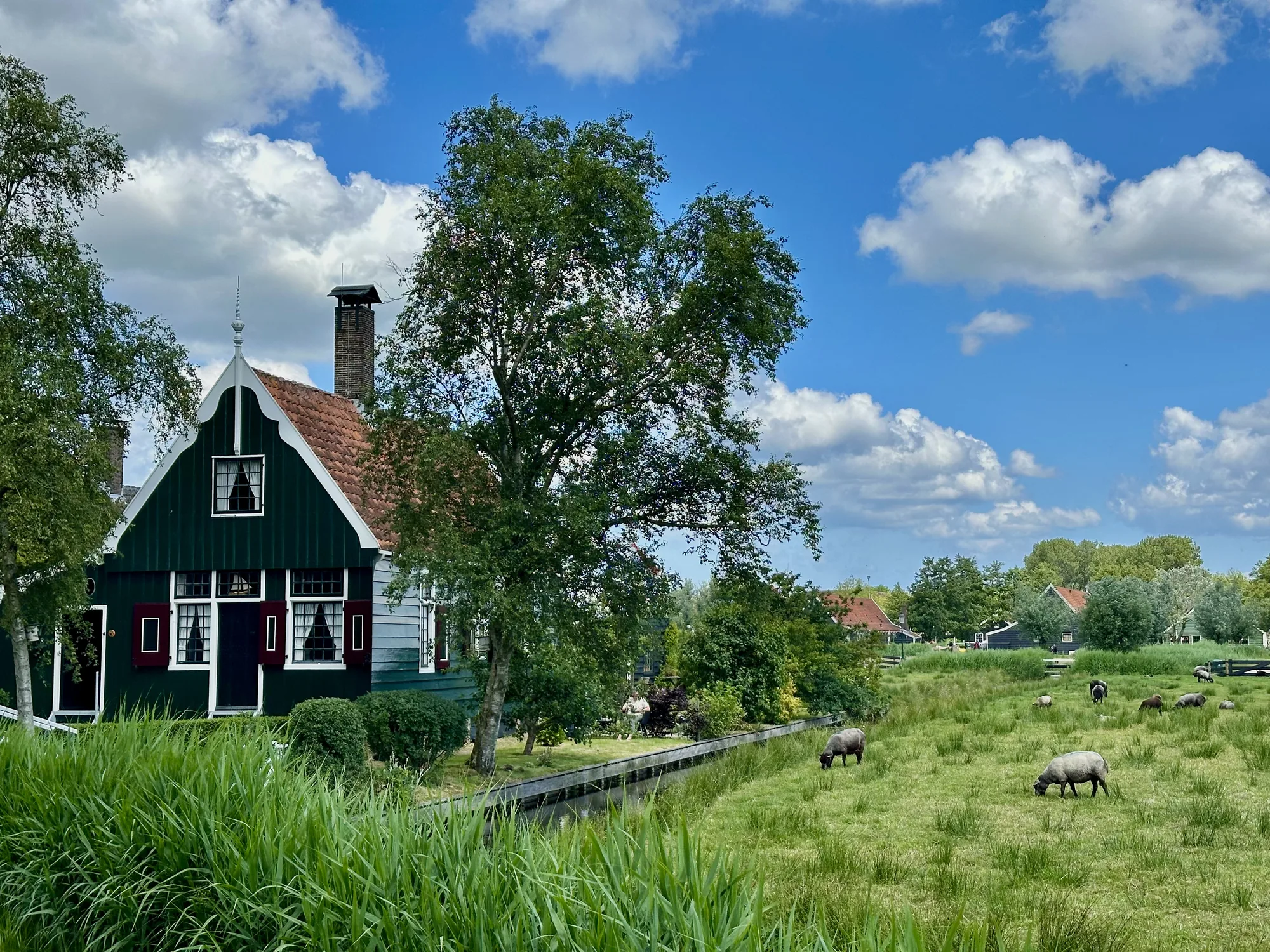 写真は、オランダのアムステルダム近郊の田園地帯で撮影されたと思われる風景を捉えています。手前には水路があり、その手前に背の高い緑の草が生い茂っています。水路の奥には、特徴的な様式の家屋が見えます。家屋は濃い緑色で、赤い窓枠とレンガの煙突がアクセントになっています。屋根は赤茶色の瓦で覆われており、建物全体が伝統的なオランダの建築様式を彷彿とさせます。  家屋のそばには大きな木が立っており、木陰を作っています。その奥には広々とした牧草地が広がっており、数匹の羊が草を食んでいます。羊たちは灰色や茶色の毛並みをしており、のんびりと草を食む様子が穏やかな雰囲気を醸し出しています。牧草地の奥には、さらに別の家屋や木々が見え、遠くまで続く風景が広がっています。  空は青く、白い雲が点在しており、全体的に明るく爽やかな印象を与えます。写真全体が、のどかで平和なオランダの田園風景を美しく切り取っており、牧歌的な雰囲気を感じさせます。