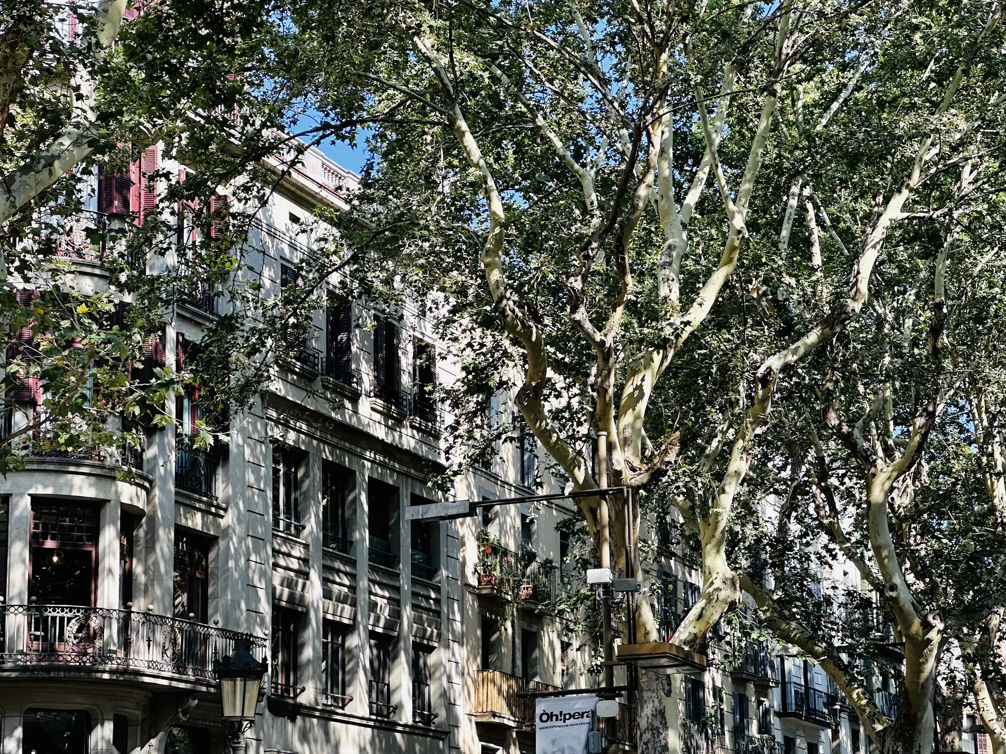 写真は、スペインのバルセロナで撮影された街並みを捉えたものです。画面手前には、葉を茂らせたプラタナスの並木が大きく写っており、その奥には、バルセロナらしい歴史を感じさせる建物が連なっています。建物は石造りで、窓には鎧戸が見られ、バルコニーには装飾的な柵が施されています。建物によっては、窓の鎧戸が赤色で、アクセントになっています。木漏れ日が建物の壁に落ち、陰影を作り出しています。青空も少しだけ見え、すがすがしい雰囲気です。写真全体として、歴史的な建造物と自然が調和したバルセロナの美しい街並みを表現しています。