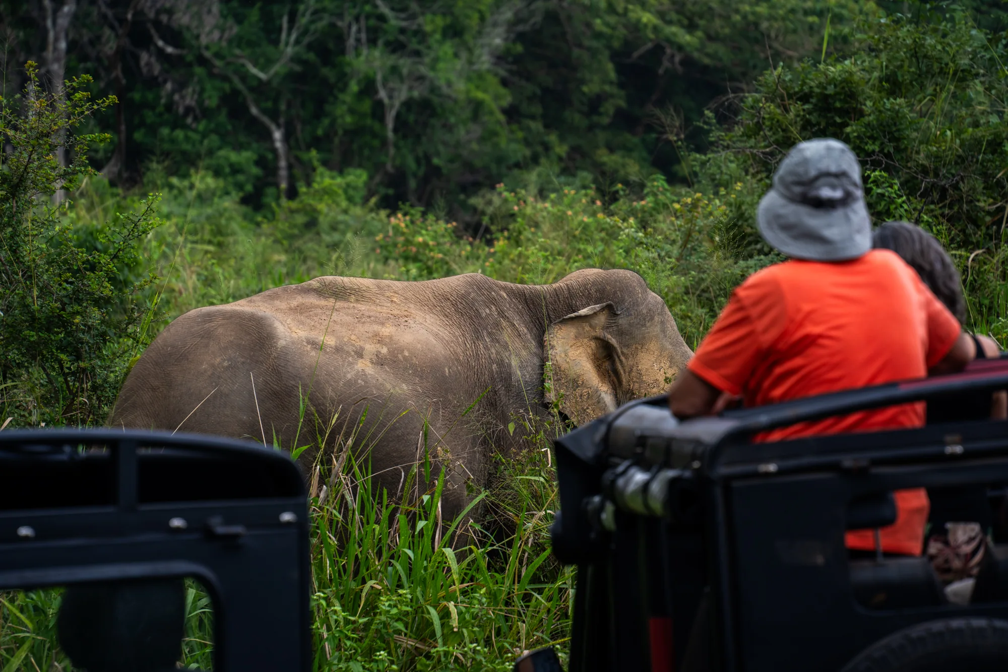 写真はスリランカで撮影されたと思われる、野生の象を見学する様子を捉えたものです。鬱蒼とした緑の森を背景に、草むらの中に半分ほど姿を隠した象が写っています。象の肌は土色で、一部は泥で汚れているようにも見えます。象の横には、オープンカータイプの車に乗った観光客の姿があり、赤いシャツを着た男性が象の方を見ています。車のフロント部分が手前に写っており、観光客との距離感が伝わってきます。全体的に緑が多く、自然豊かな環境で象が保護されている様子がうかがえます。