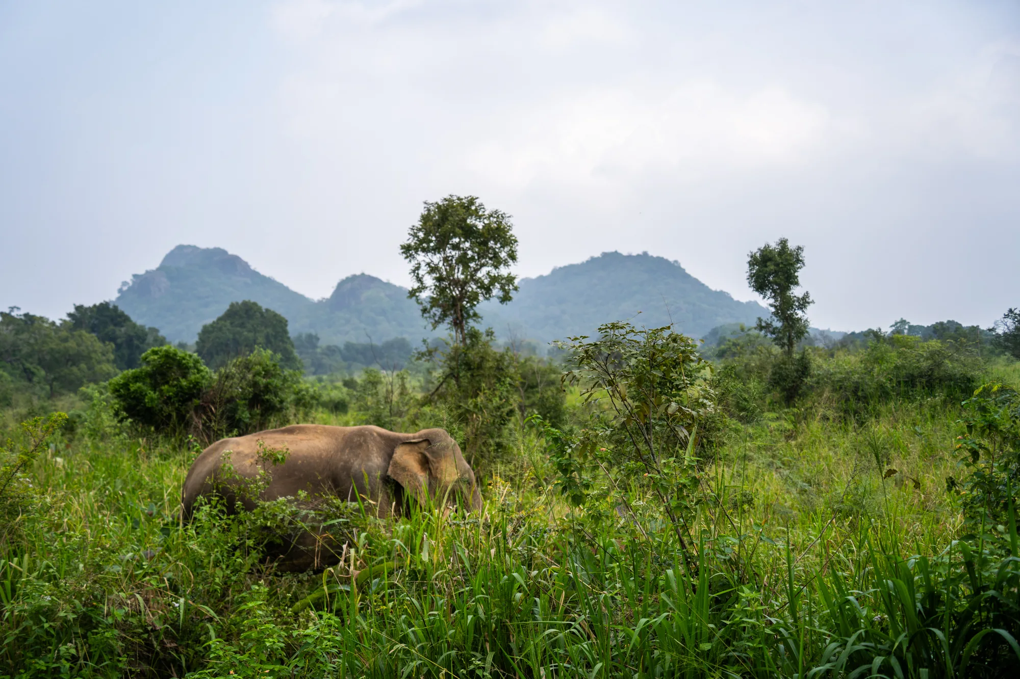 スリランカで撮影されたと思われる写真には、自然の中にいる一頭の象が写っています。象は鬱蒼とした緑の草むらの中に半分ほど隠れており、背景には山々が連なっています。空は曇っており、全体的に湿気を含んだ空気感が伝わってきます。緑が生い茂る風景の中に、象がひっそりとたたずむ様子が捉えられています。