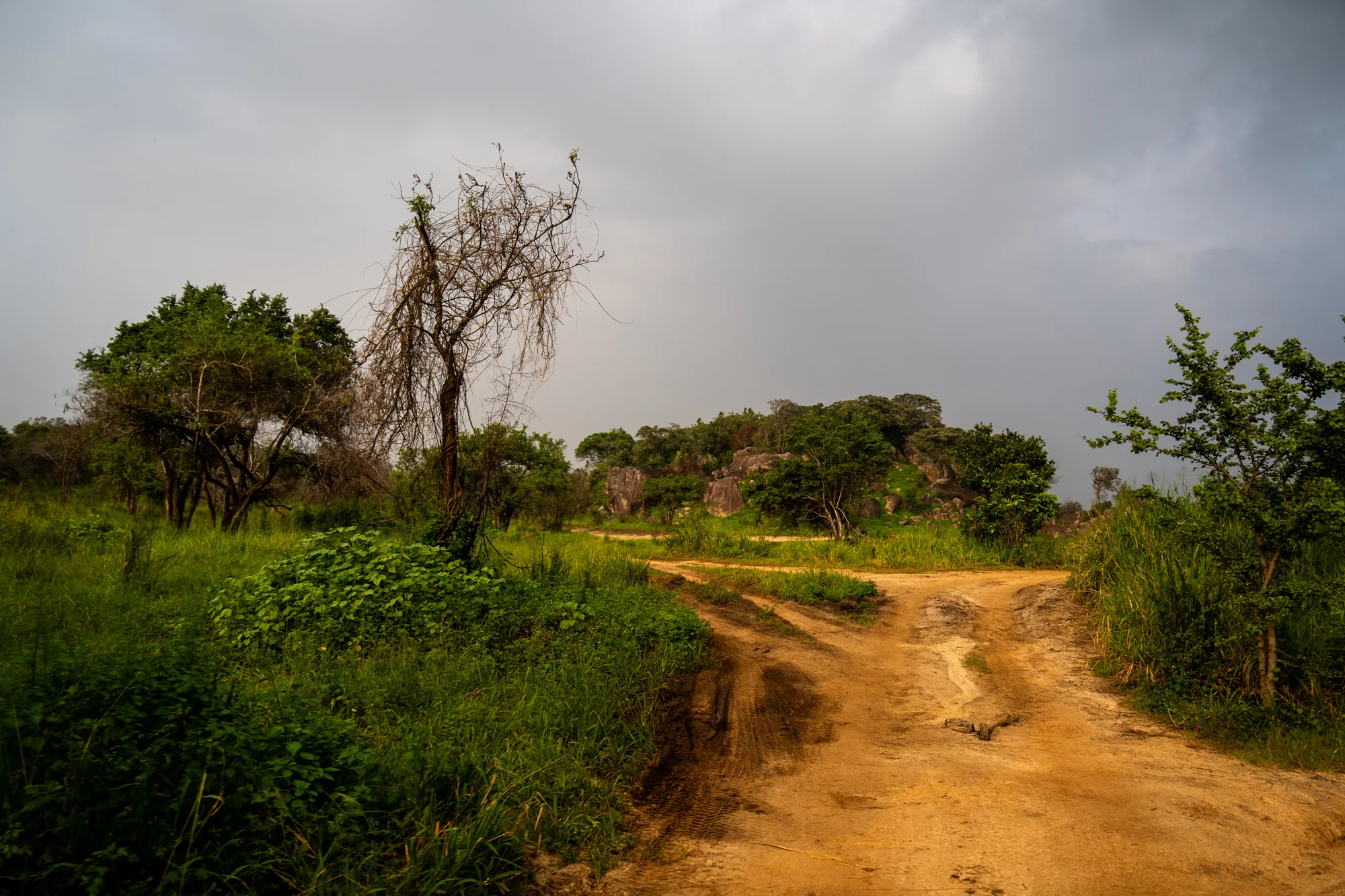 スリランカと思われる場所で撮影された、未舗装の道が写っている写真です。空は厚い雲に覆われており、どんよりとした雰囲気を醸し出しています。道の両脇には緑が生い茂っており、生命力を感じさせます。しかし、画面左側の手前には、葉を落とした枯れ木が立っており、物悲しさを添えています。道の先には、岩がゴロゴロとした小高い丘が見え、その上に緑の木々が生い茂っています。道は二股に分かれており、どちらに進むかを選ぶ必要がありそうです。全体的に、自然の力強さと、少し寂しさを感じる風景です。