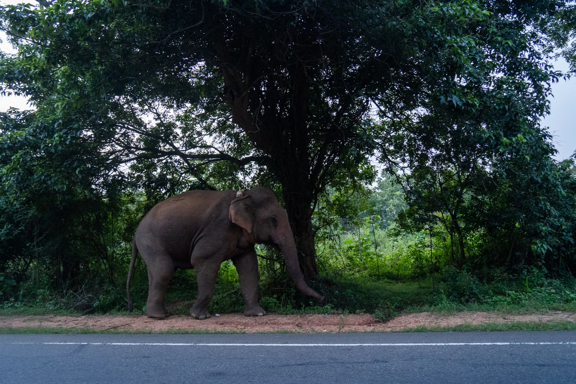 スリランカで撮影された写真です。アスファルトの道路脇に、大きな木陰で休む象が写っています。象は道路に面して立っており、鼻を地面に向けています。体色は薄茶色で、肌の質感や筋肉の隆起がよくわかります。背景には鬱蒼とした緑の木々が茂り、熱帯の豊かな自然を感じさせます。全体的に落ち着いた雰囲気で、野生動物と人間の生活空間が隣り合っている様子が伝わってきます。